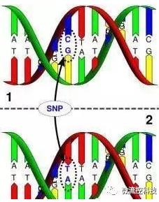 多態(tài)性檢測(cè)