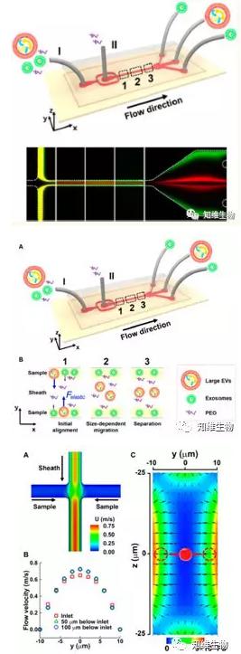 無磁場條件下，通過微流控從細(xì)胞外膜泡中分離外泌體