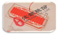 胚胎水平藥物篩選微流控芯片 胚胎水平藥物篩選微流控芯片