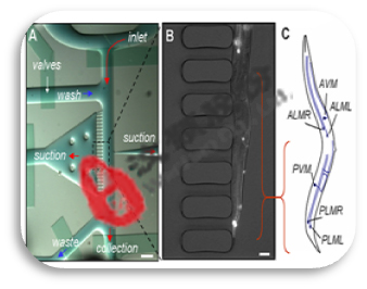 個(gè)體水平藥物篩選微流控生物芯片 個(gè)體水平藥物篩選微流控生物芯片