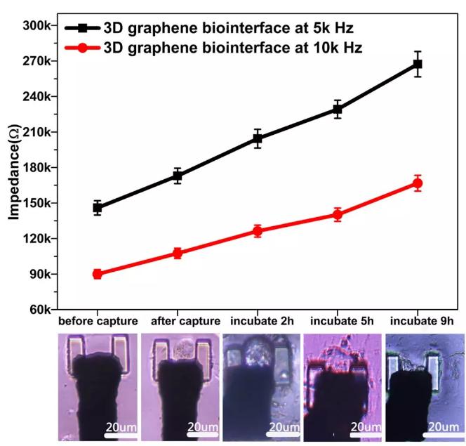 圖6通過(guò)三維石墨烯界面對(duì)單細(xì)胞進(jìn)行實(shí)時(shí)的CCD記錄和電信號(hào)提取