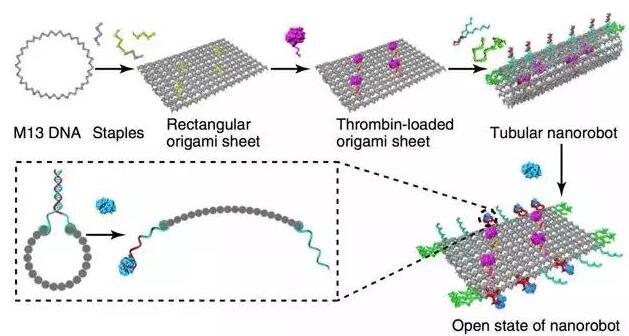 DNA薄片結(jié)構(gòu)可捲曲為管狀，包裹凝血酶分子帶入體內(nèi)