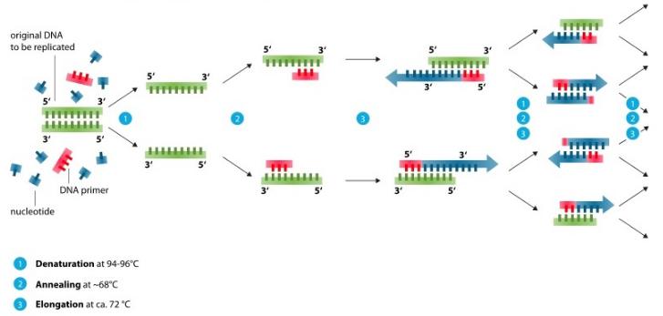 PCR需要幾種常見(jiàn)混合物的試劑