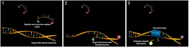 熒光探針機(jī)制