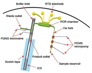 與免疫色譜（或側(cè)向流動(dòng)）檢測(cè)相關(guān)的微流控RT-PCR測(cè)定