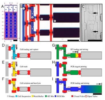 單細(xì)胞RT PCR分析，來(lái)自White等，PNAS，2011