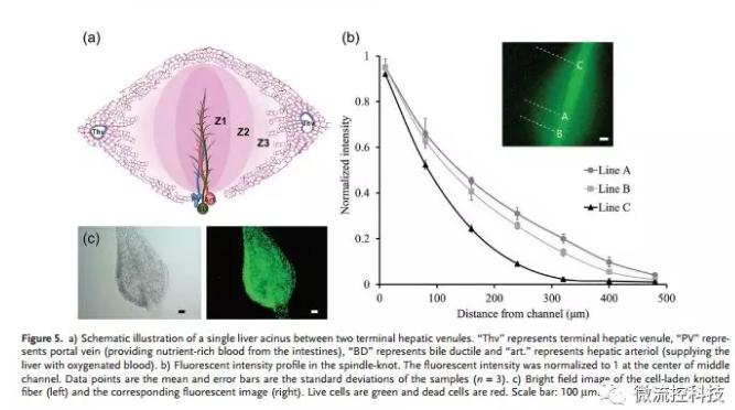 微流控免油紡絲法制備具有不同結(jié)點(diǎn)和可灌注通道的仿項鏈微纖維