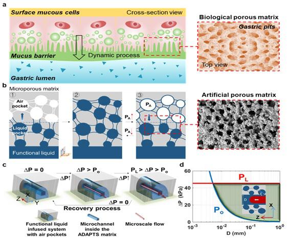 受動(dòng)物胃粘膜啟發(fā)雙門(mén)控液體復(fù)合高分子膜系統(tǒng)用于開(kāi)發(fā)仿生抗污染微流控新技術(shù)
