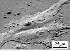 SEM 2D細胞培養(yǎng)圖像