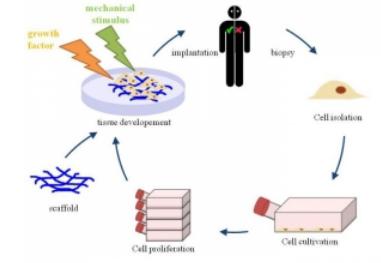 用于組織工程的3D細胞培養(yǎng)
