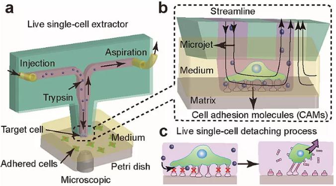 圖1. 基于微流控芯片的單細(xì)胞提取與原位分析技術(shù)。