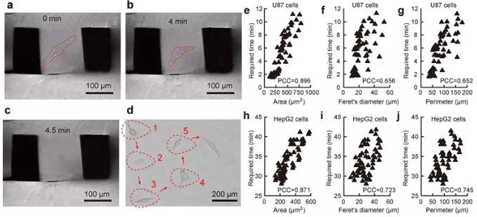 圖2. 單細(xì)胞原位提取過(guò)程及細(xì)胞粘附性與細(xì)胞形態(tài)的關(guān)聯(lián)性。