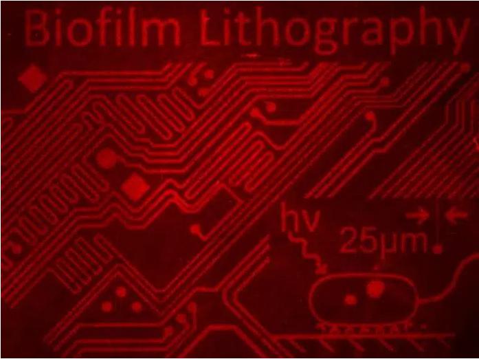 用細(xì)菌群落制作復(fù)雜的圖像 用細(xì)菌群落制作復(fù)雜的圖像