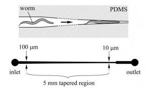 用于 線蟲 誘捕的微流控陣列夾具