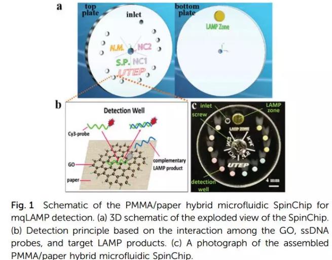 紙基聚合物基混合可旋轉微流控芯片實現(xiàn)多種傳染性疾病的及時定量診斷 紙基聚合物基混合可旋轉微流控芯片實現(xiàn)多種傳染性疾病的及時定量診斷