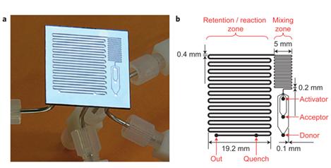 圖16：用于反應(yīng)優(yōu)化的微流控反應(yīng)器，其中改變反應(yīng)溫度，試劑濃度和停留時(shí)間以確定糖基化反應(yīng)的最佳反應(yīng)條件。降低了由硅和派熱克斯制成的整個(gè)芯片。b顯示芯片的設(shè)計(jì)，采用三個(gè)供體，受體和活化劑入口，隨后將其混合并使其反應(yīng)，在反應(yīng)結(jié)束時(shí)加入淬火劑。Ratner等人的圖片&nbsp;“有機(jī)化學(xué)中基于微反應(yīng)器的反應(yīng)優(yōu)化 - 糖基化作為挑戰(zhàn)”。