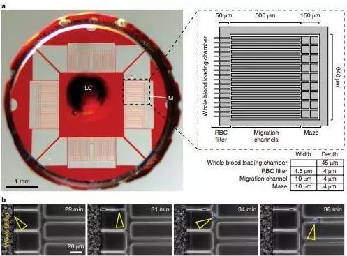利用一滴稀釋的血液，通過微流體設備測定中性粒細胞自發(fā)的運動。