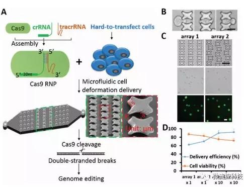 微流控芯片技術助力免疫治療，將CRISPR體系傳遞到人類T細胞