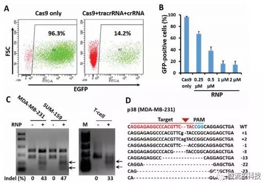 微流控芯片技術助力免疫治療，將CRISPR體系傳遞到人類T細胞