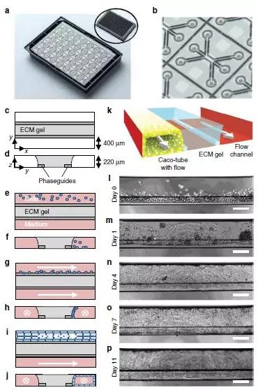圖1展示了OrganoPlate平臺 圖1展示了OrganoPlate平臺