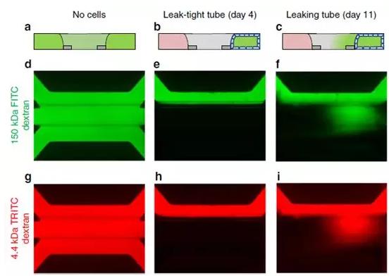 Caco-2管的屏障功能通過在管腔中灌注有熒光探針的培養(yǎng)基來評估 Caco-2管的屏障功能通過在管腔中灌注有熒光探針的培養(yǎng)基來評估