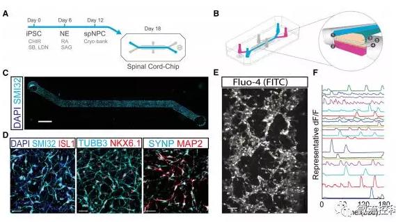 最新器官芯片技術(shù)為“漸凍人”點燃希望 最新器官芯片技術(shù)為“漸凍人”點燃希望