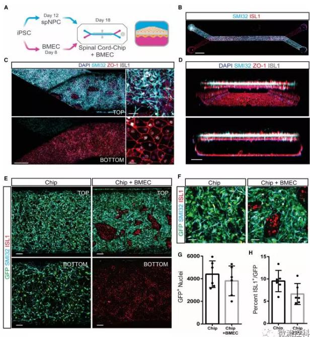 最新器官芯片技術(shù)為“漸凍人”點燃希望 最新器官芯片技術(shù)為“漸凍人”點燃希望