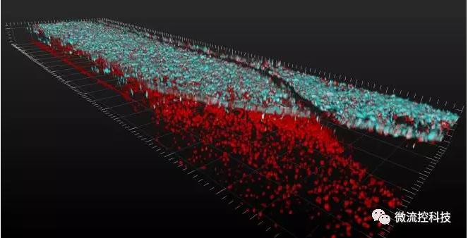最新器官芯片技術(shù)為“漸凍人”點燃希望 最新器官芯片技術(shù)為“漸凍人”點燃希望