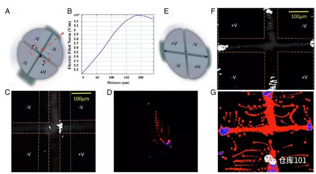 圖5. 稀有細胞濃縮富集 A)微流控芯片示意圖；B)電勢分布圖；C)熒光顯微照片觀察到細胞富集；D)細胞軌跡疊加；E)改變電極帶電情況；F)改變電場后富集區(qū)域改變；G)細胞軌跡疊加