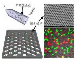基于微孔芯片的數(shù)字 PCR 檢測 基于微孔芯片的數(shù)字 PCR 檢測