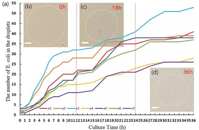 圖2. 液滴中大腸桿菌的數(shù)目隨時間變化的圖像 圖2. 液滴中大腸桿菌的數(shù)目隨時間變化的圖像