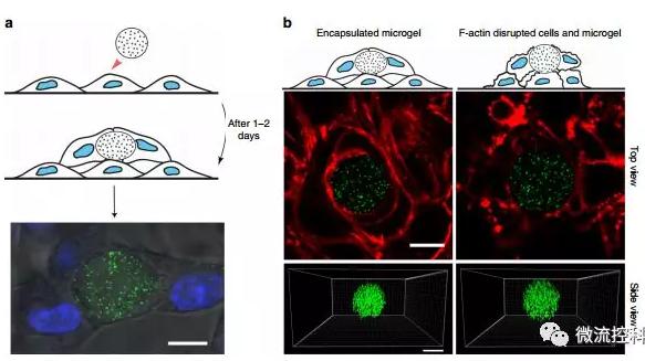 微流控技術(shù)開發(fā)微型彈性球，可用于癌癥診斷