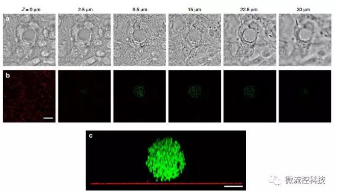 微流控技術(shù)開發(fā)微型彈性球，可用于癌癥診斷