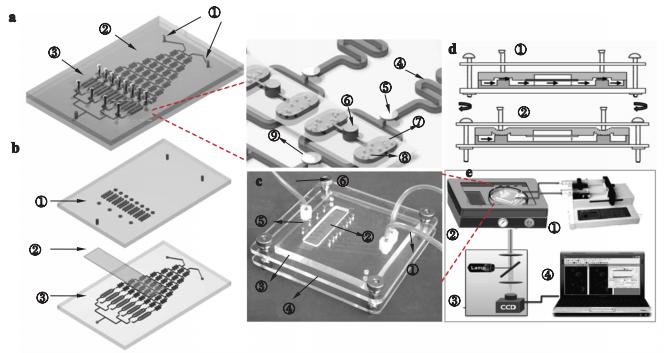 圖2海洋微藻培養(yǎng)及毒性篩選微流控芯片示意圖及實物圖 圖2海洋微藻培養(yǎng)及毒性篩選微流控芯片示意圖及實物圖