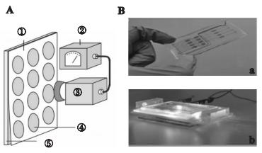 圖3微藻葉綠素?zé)晒鈾z測芯片 圖3微藻葉綠素?zé)晒鈾z測芯片