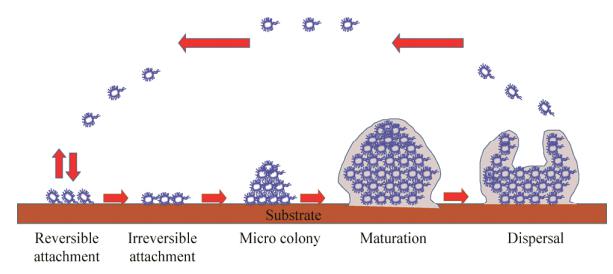 圖1生物被膜形成過程示意圖 圖1生物被膜形成過程示意圖