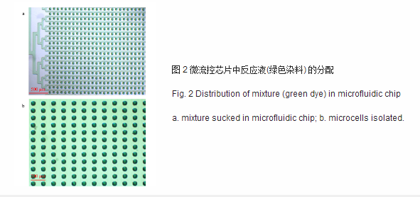 微流控芯片中反應(yīng)液綠色染料的分配