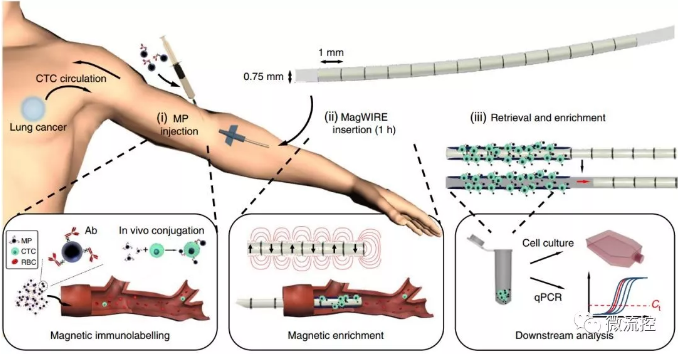 標(biāo)記、捕獲、洗脫培養(yǎng)、分析，完美！