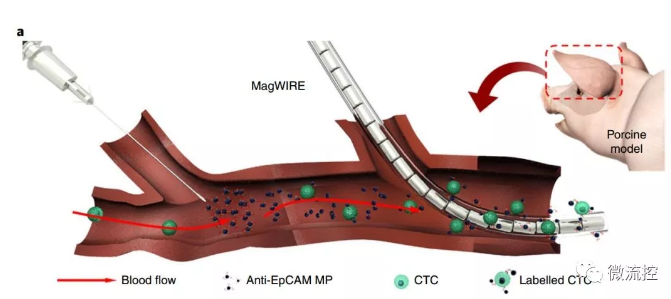 上游加MPs，下游下釣鉤，磁線還有聚四氟乙烯保護(hù)套