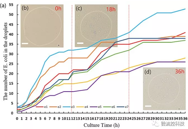 圖2. 液滴中大腸桿菌的數(shù)目隨時間變化的圖像