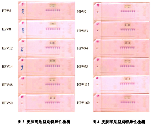 圖2皮膚低危型別中3小組組內(nèi)特異性檢測