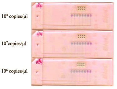 圖7皮膚高危型別組HPV型別靈敏性檢測