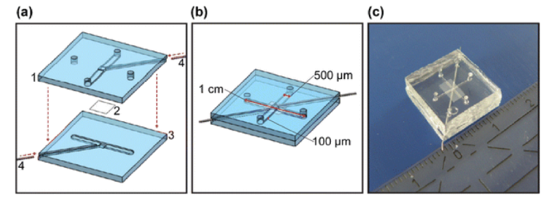 圖3.芯片層（a）和組裝芯片（b）的示意圖，以及Griep等人開(kāi)發(fā)的片上BBB的圖片。（轉(zhuǎn)載自Griep等人）