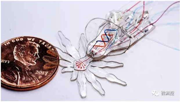 哈佛團隊受孔雀蜘蛛啟發(fā)，研發(fā)微流體系統(tǒng)驅(qū)動的小型軟體機器人