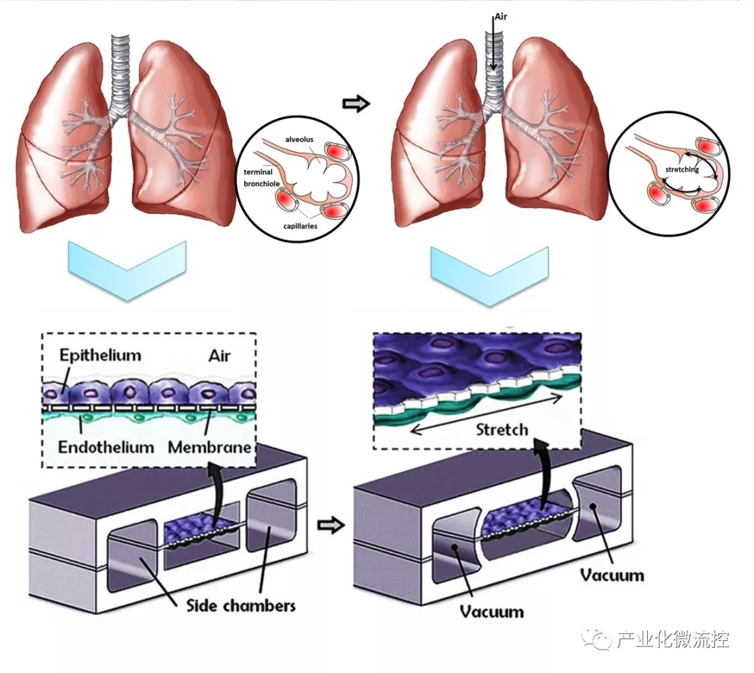 肺芯片裝置及功能示意圖