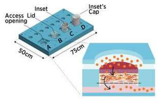 作為開(kāi)放系統(tǒng)的微流控皮膚芯片