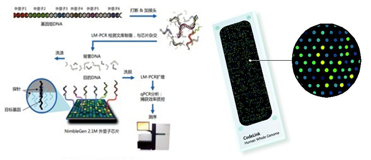 生物微芯片技術(shù):微流控生物基因DNA芯片 生物微芯片技術(shù):微流控生物基因DNA芯片