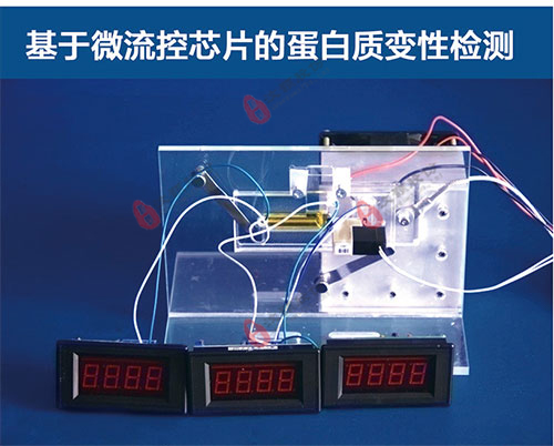 基于微流控芯片的蛋白質(zhì)變性檢測 基于微流控芯片的蛋白質(zhì)變性檢測