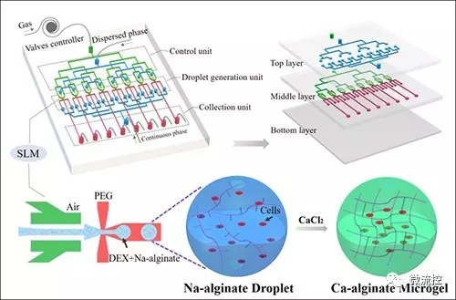 微流控技術制備雙水相生物微載體 微流控技術制備雙水相生物微載體