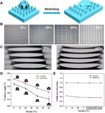 圖1. （A-C）形狀記憶微柱陣列結構在拉伸至20%，40%及60%后的形貌連續(xù)可控變化，及在外力撤銷后形變維持；（D，E）形狀記憶微柱陣列可控拉伸形變后表面浸潤特性改變及微結構形貌改變